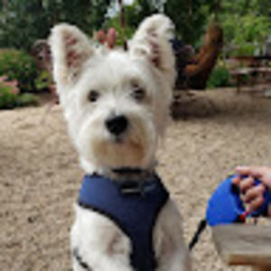 Meet your Posher, Dawn